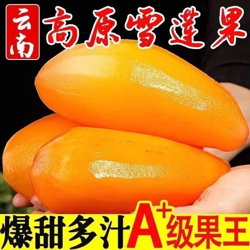 云南高山雪域雪莲果云南天山雪莲果高山红泥沙雪莲果云南特产