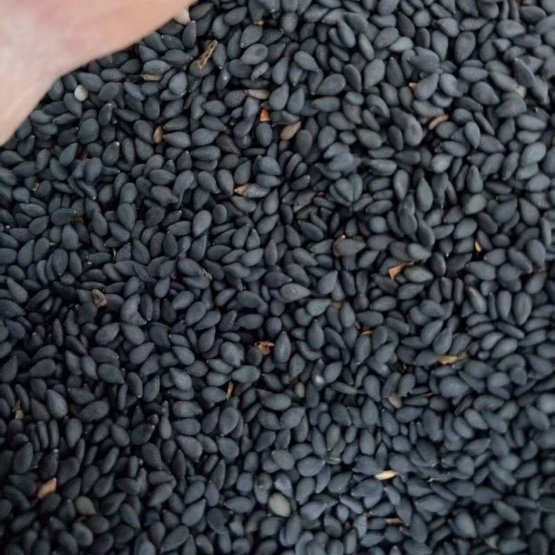 2025年的新黑芝麻，颗粒饱满，出油率高，香味浓。