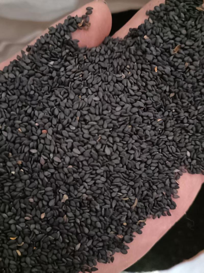2025年的新黑芝麻，颗粒饱满，出油率高，香味浓。