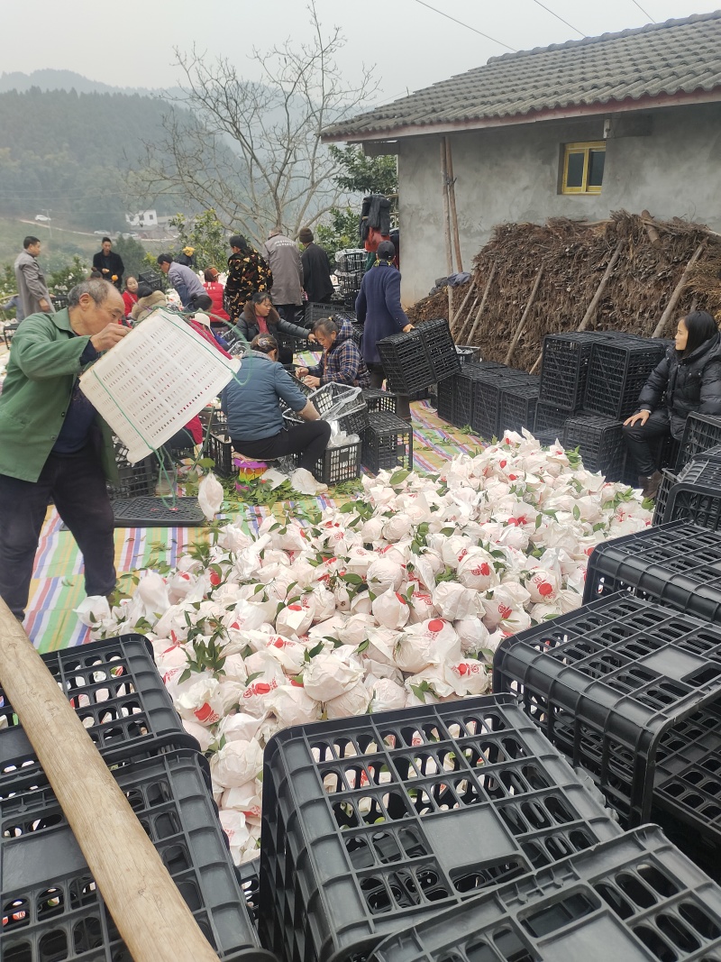 春见耙耙柑，高山沙土地主产区，皮细，果大，口感香甜，暴汁