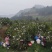 春见耙耙柑，高山沙土地主产区，皮细，果大，口感香甜，暴汁