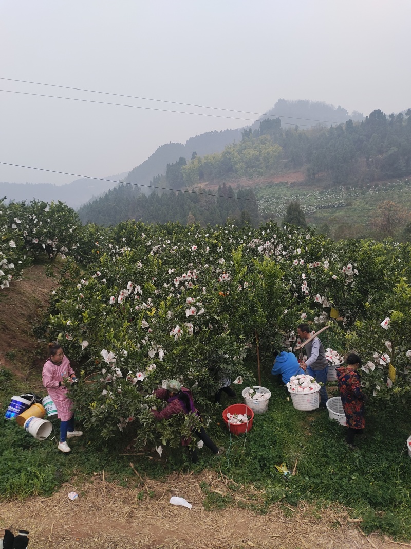 春见耙耙柑，高山沙土地主产区，皮细，果大，口感香甜，暴汁
