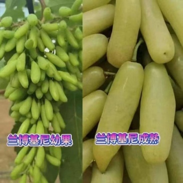 兰博基尼葡萄苗，自然大长粒，甜而多汁，中熟，可晒葡萄干