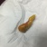 鸡宝