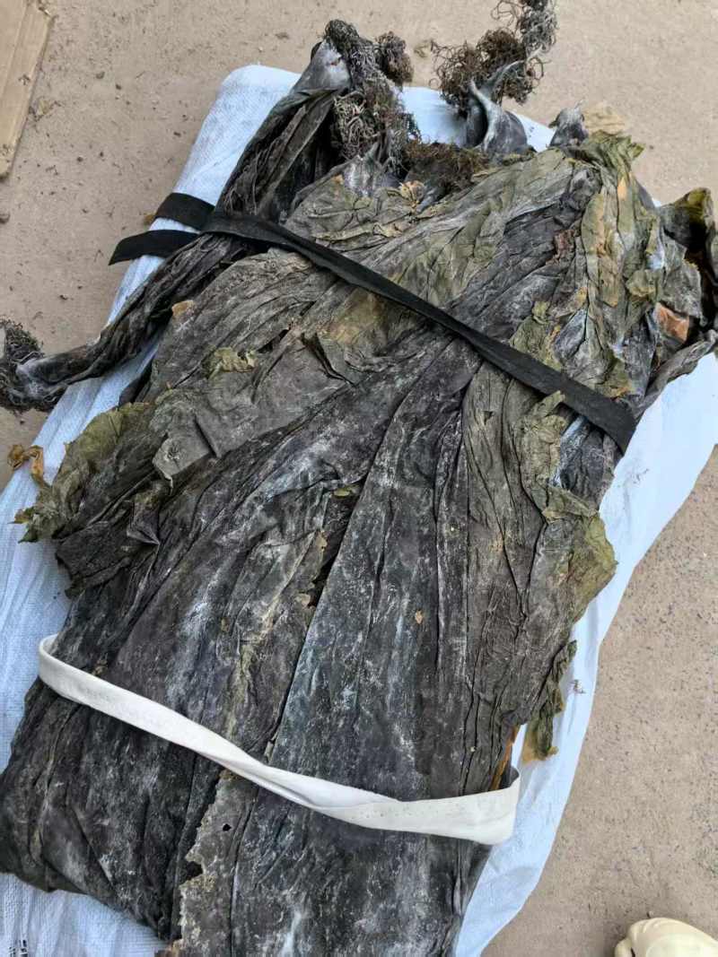 海带无沙无杂质全绿