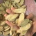 无硫黄芪规格齐全产地一手货源黄芪片豆香味浓