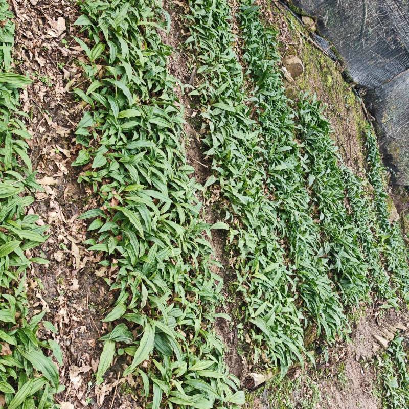 毛慈菇苗子预售，欢迎了解