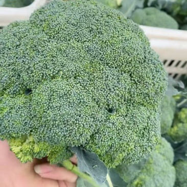 西蓝花