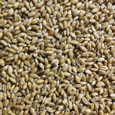 一等小麦3万吨出售有需要的联系