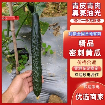 广东密刺黄瓜,青皮青肉,一手货源,量大质优,全国供应。