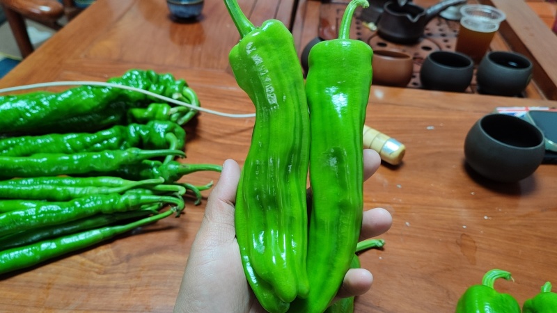 广东芜湖椒、薄皮椒、苏椒，基地现摘，量大质，全国供应。