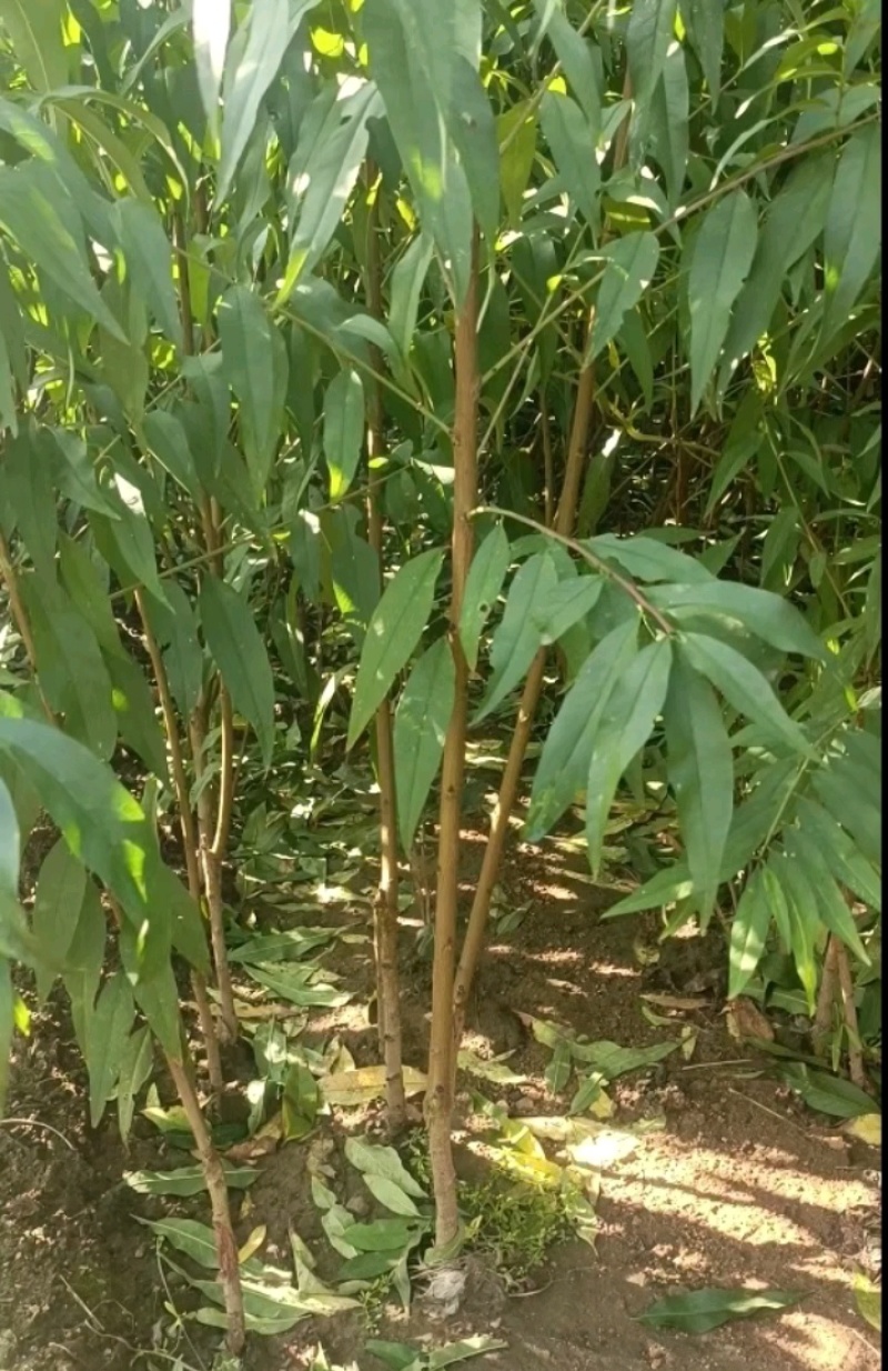 桃苗品种有二号，突围，正三，美翠，霸王脆，毛桃苗等