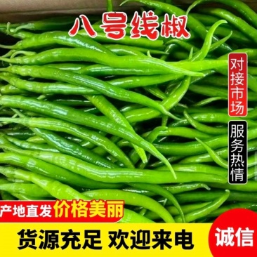 广东精品线椒、八号线椒、螺丝线椒，基地一手货源，全国供应。