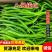 广东精品线椒、八号线椒、螺丝线椒，基地一手货源，全国供应。