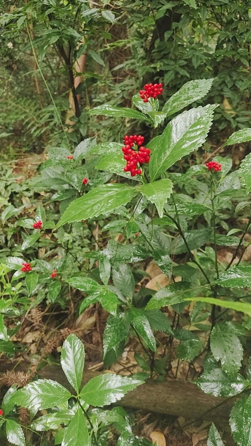 草珊瑚野生大庄苗存活率高）芽头多