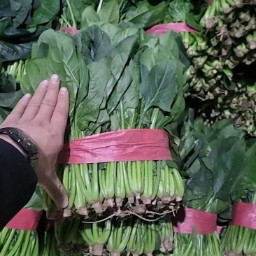 菠菜，大叶菠菜货源充足视频看货，大量供应，欢迎来电