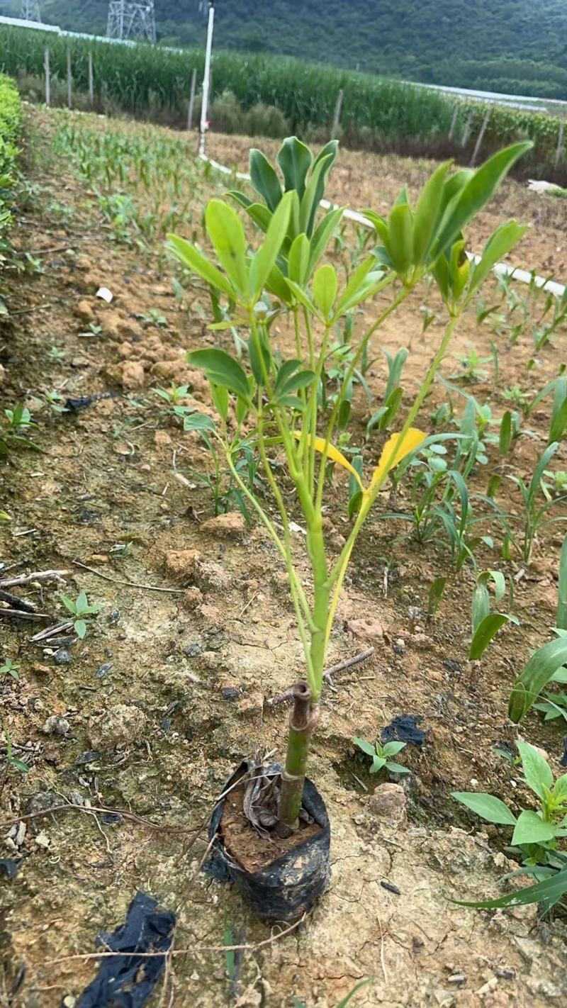 鸭脚木