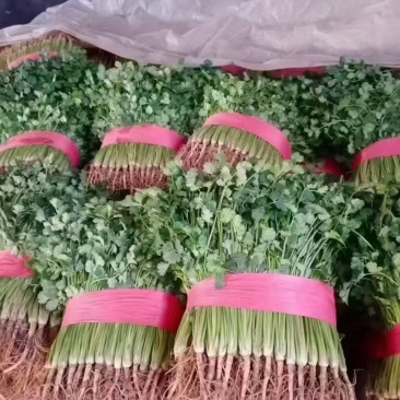 精品香菜大量供应
