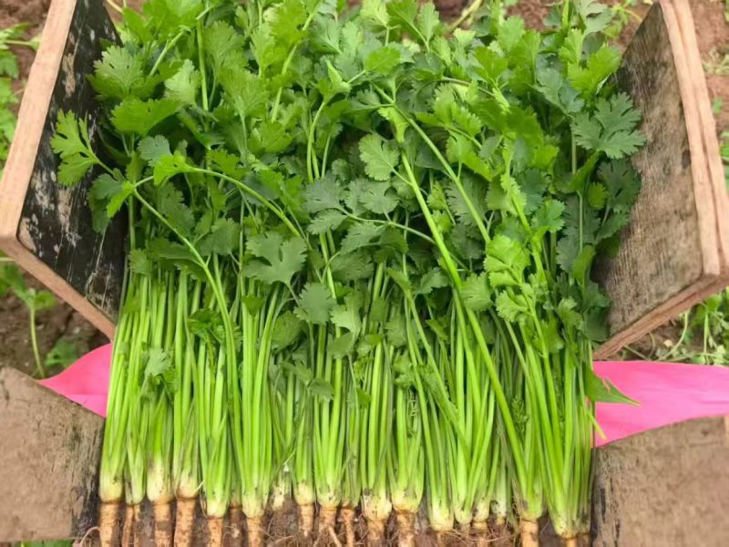 精品香菜大量供应