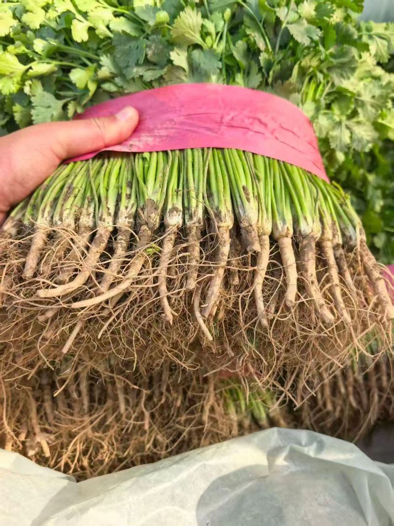 精品香菜大量供应