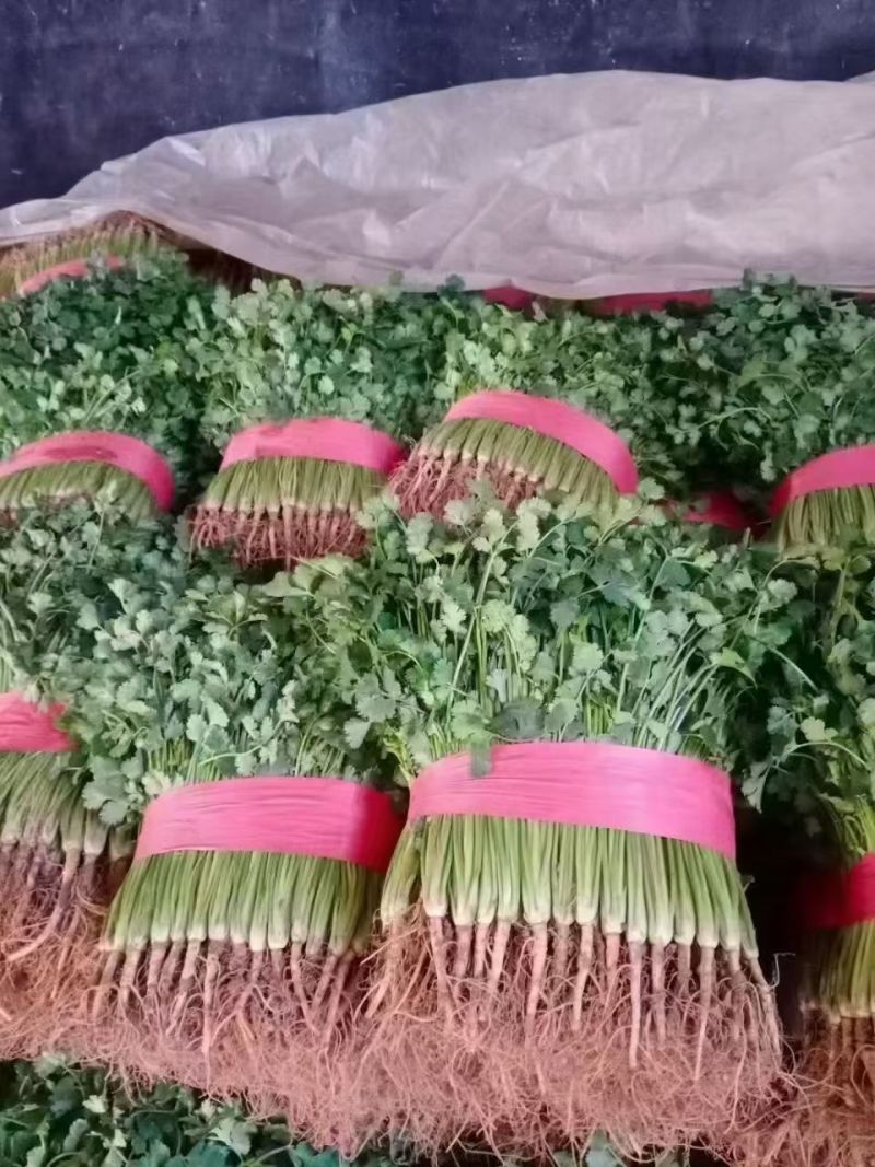 精品香菜大量供应