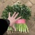 精品香菜大量供应