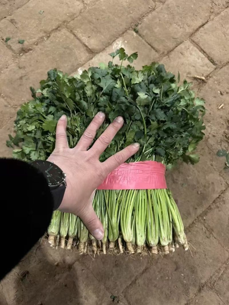 精品香菜大量供应