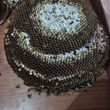 蜂蛹黄脚蜂蛹