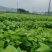 桑树苗质量保证/全国供应/视频看货/诚信经营