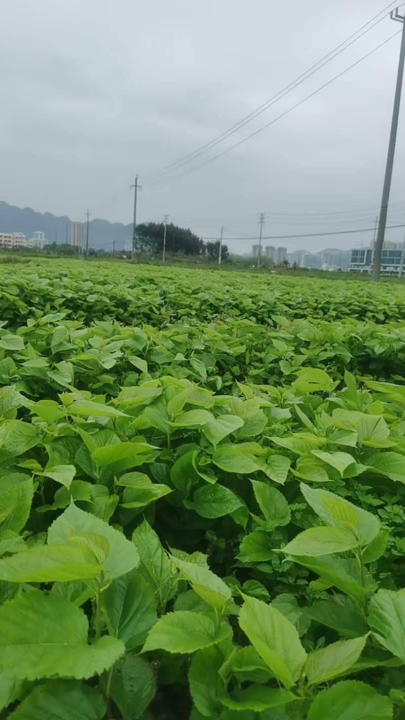 桑树苗质量保证/全国供应/视频看货/诚信经营