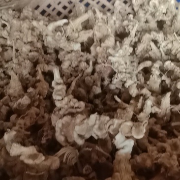 野生竹节参，野三七
