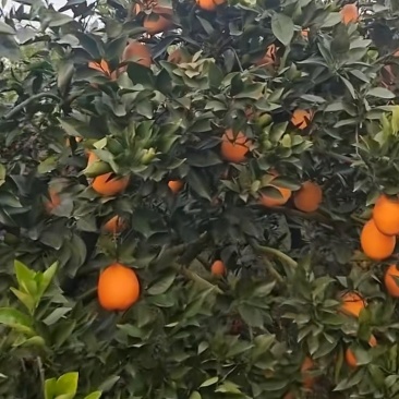 纽荷尔脐橙，纯甜，2万斤货，可随时出