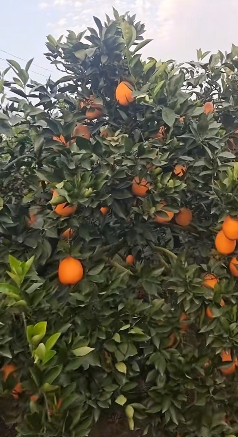 纽荷尔脐橙，纯甜，2万斤货，可随时出
