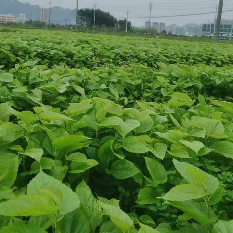 桑树苗/苗场直发/全国供应/视频看货/诚信经营