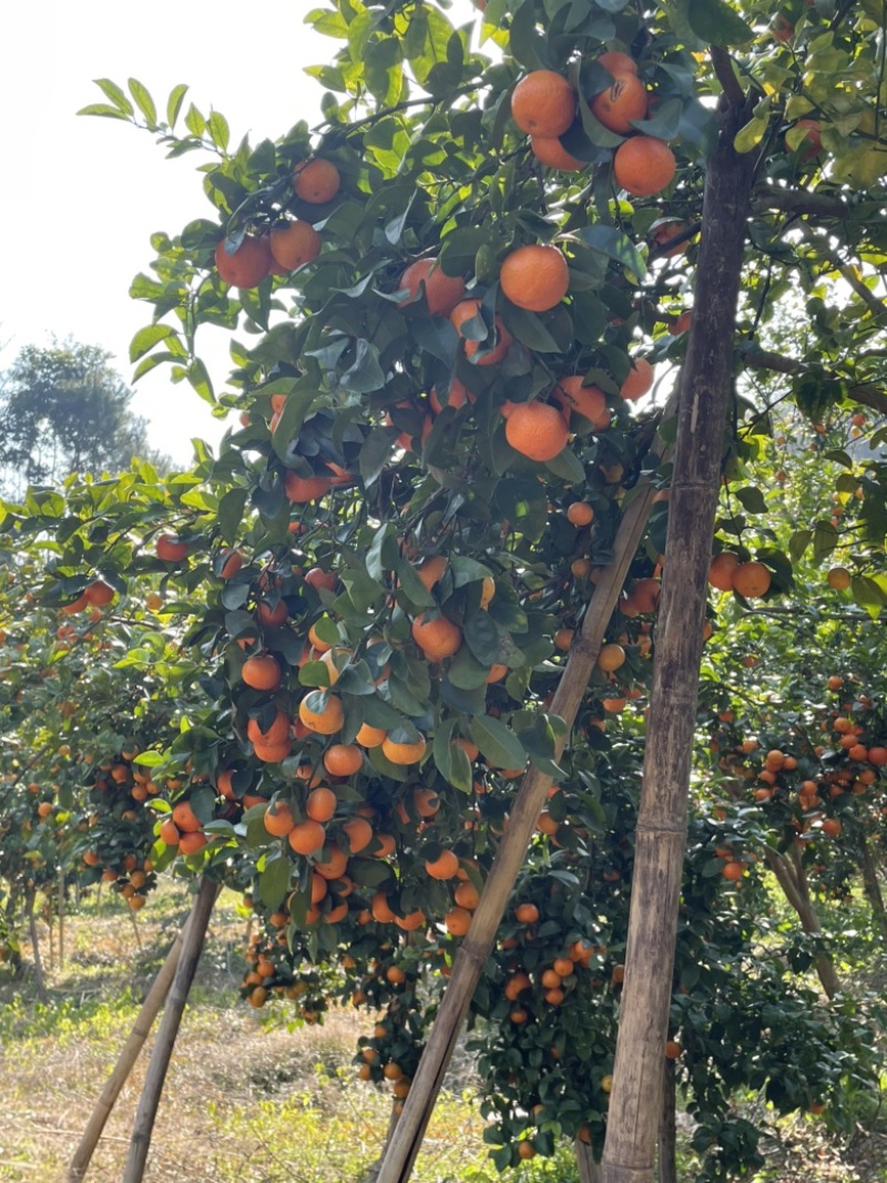 热销沙糖桔，代办代收，洗果打蜡一条龙