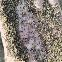 精品碱蓬种子大量出售