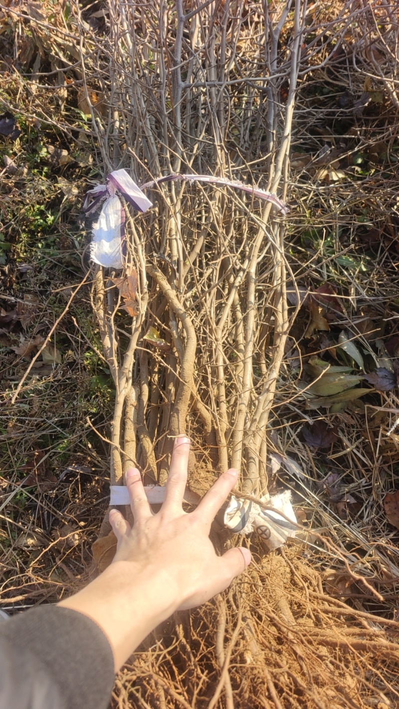 移栽杜梨苗