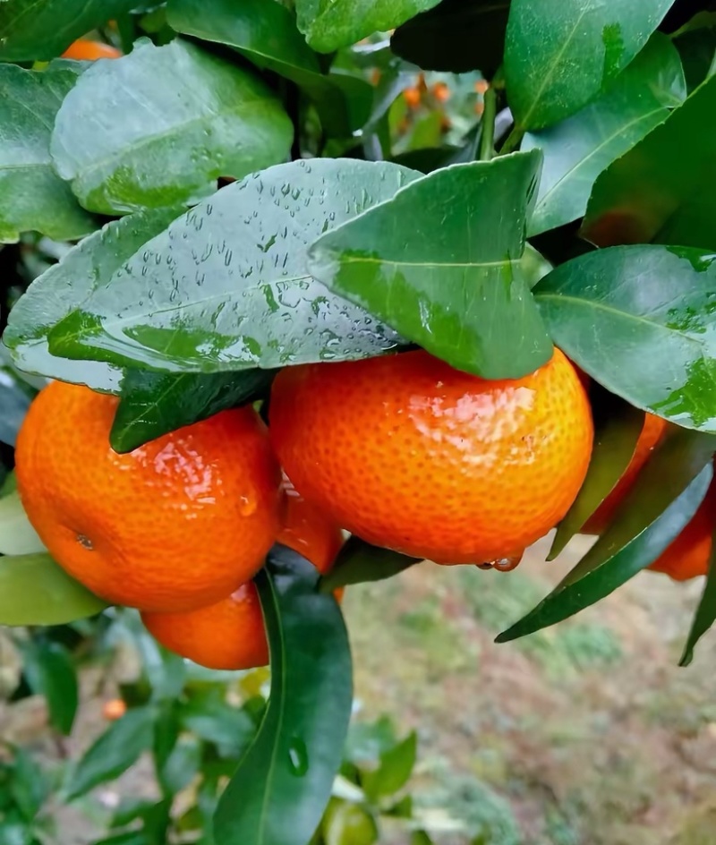 沙糖桔