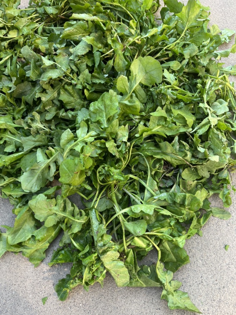 深耕产地多年，供应荠菜，欢迎来电咨询洽谈
