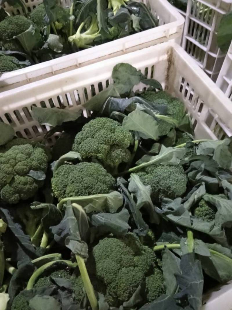 新鲜西兰花，营养丰富，健康美味，农场直供，品质保证！
