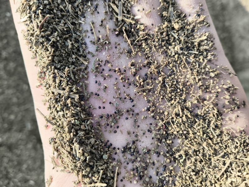 优质碱蓬草种子