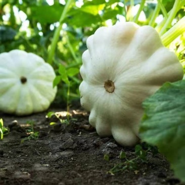 大禹白飞碟南瓜种子乳白色可食用可观赏特色南瓜农家春秋