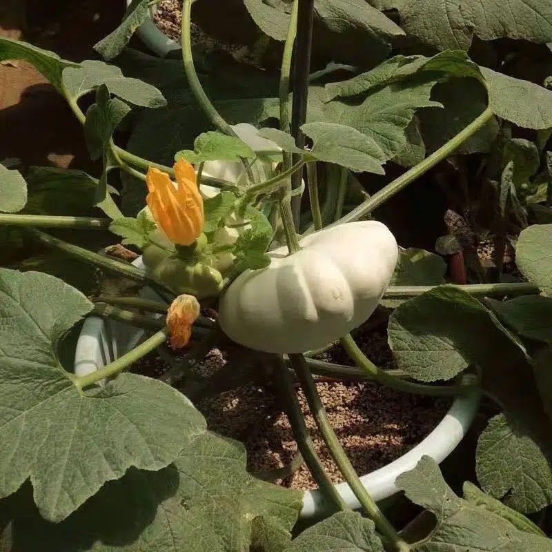 大禹白飞碟南瓜种子乳白色可食用可观赏特色南瓜农家春秋