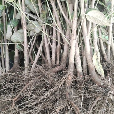山茱萸小苗
