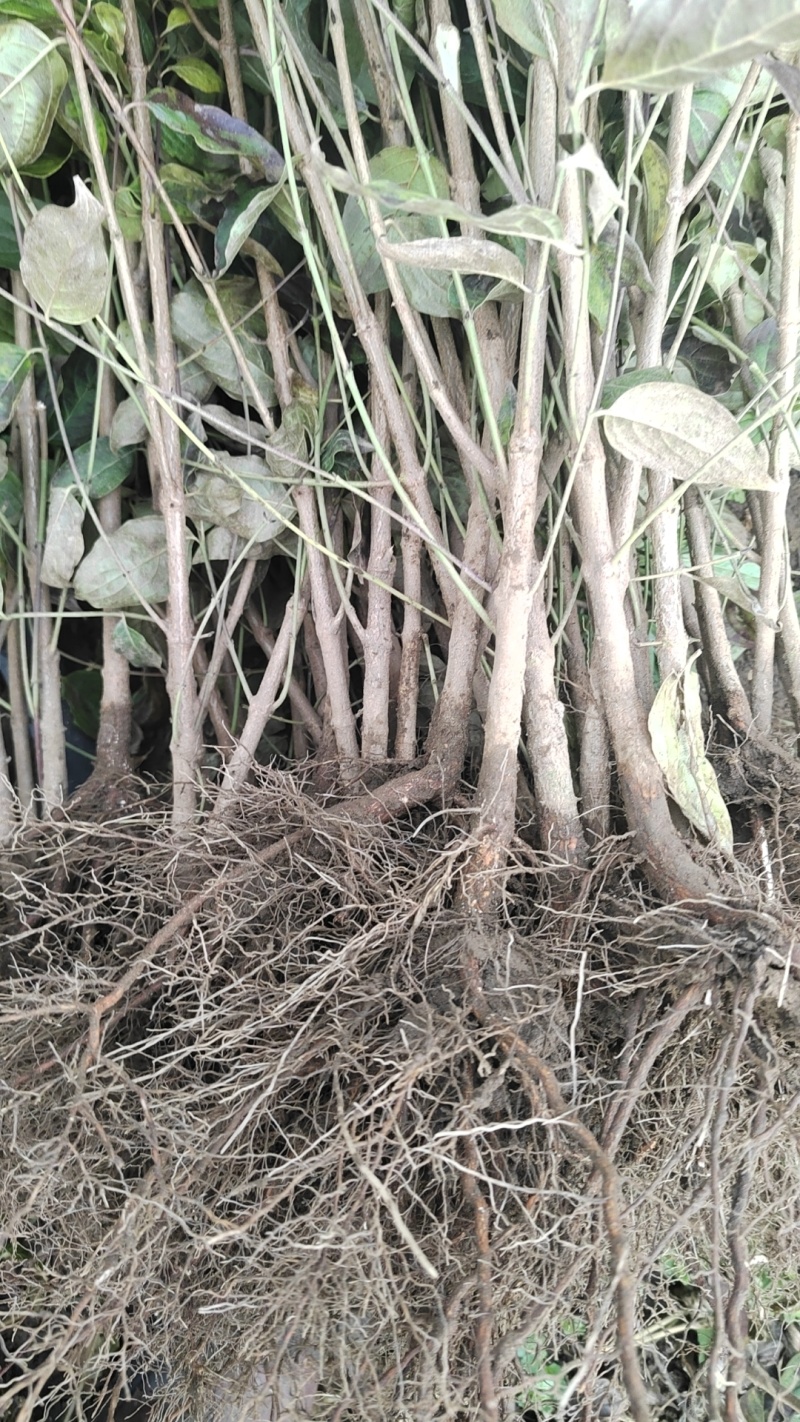 山茱萸小苗