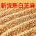 熟白芝麻香芝麻规格齐全大货供应