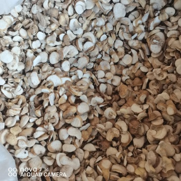 浙贝母片无硫磺熏蒸切片规格齐全支持一件代发