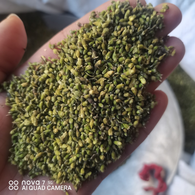 槐米当年新货干净无杂质正品保证量大从优