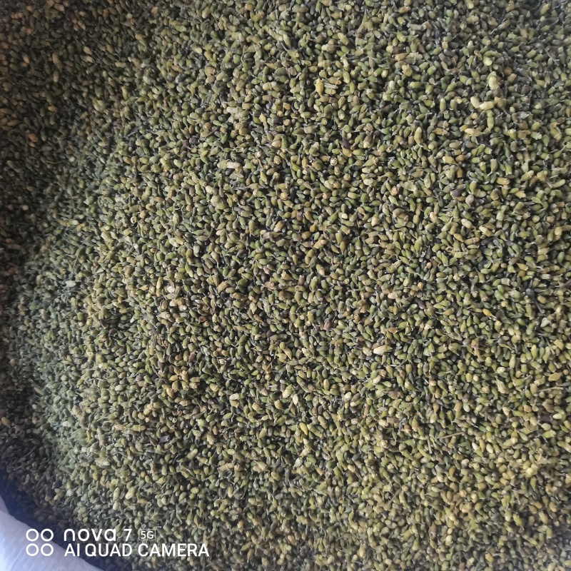 槐米当年新货干净无杂质正品保证量大从优