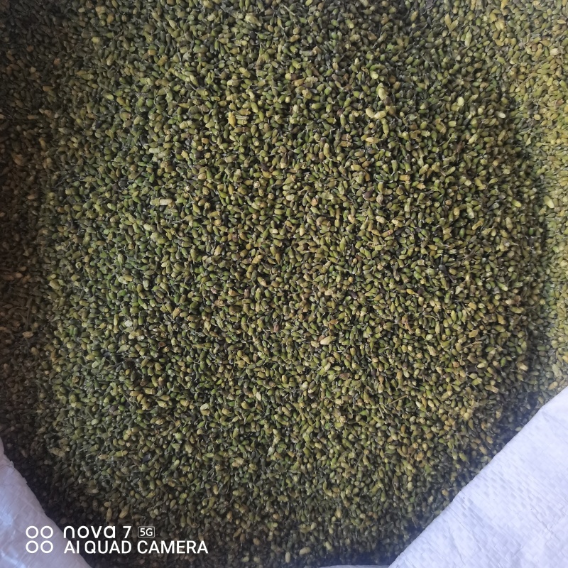 槐米当年新货干净无杂质正品保证量大从优